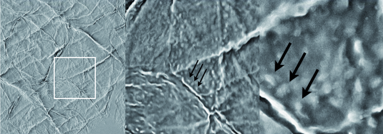 ser-www_sem